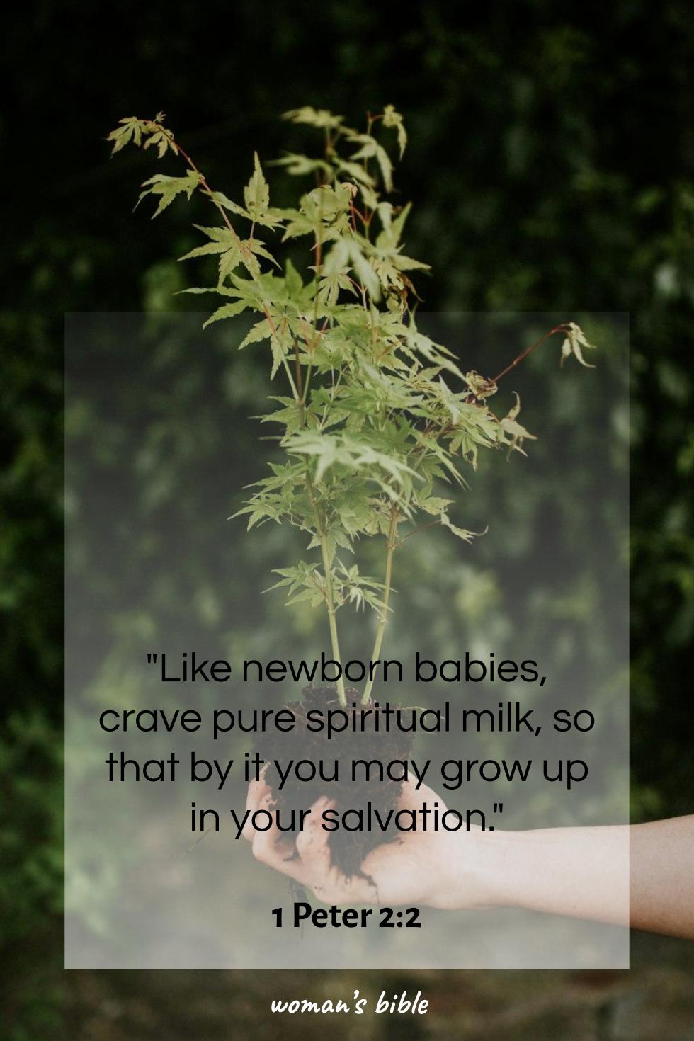 daily verse for woman Friday, June 27th, 2025 1 Peter 2:2