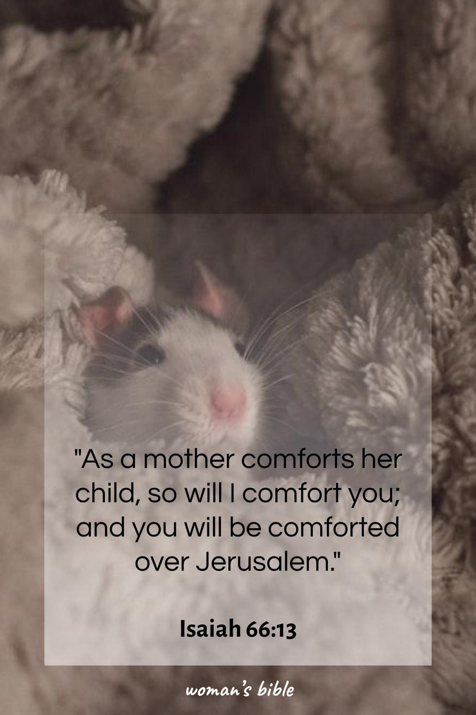 daily verse for woman Tuesday, June 24th, 2025 Isaiah 66:13