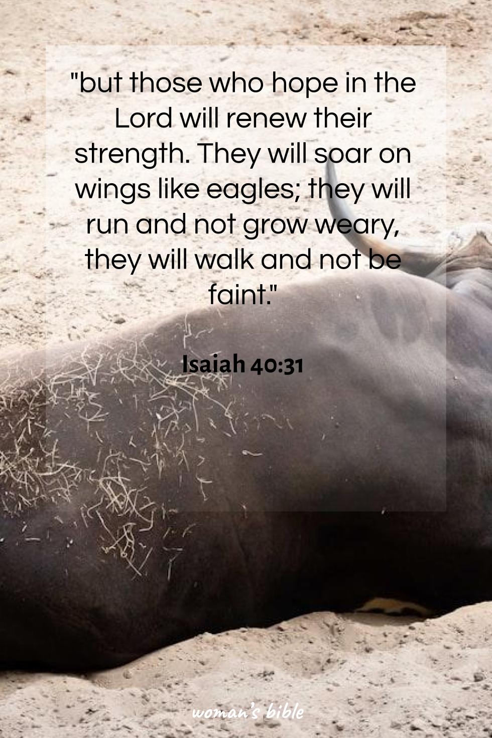daily verse for woman Monday, August 25th, 2025 Isaiah 40:31