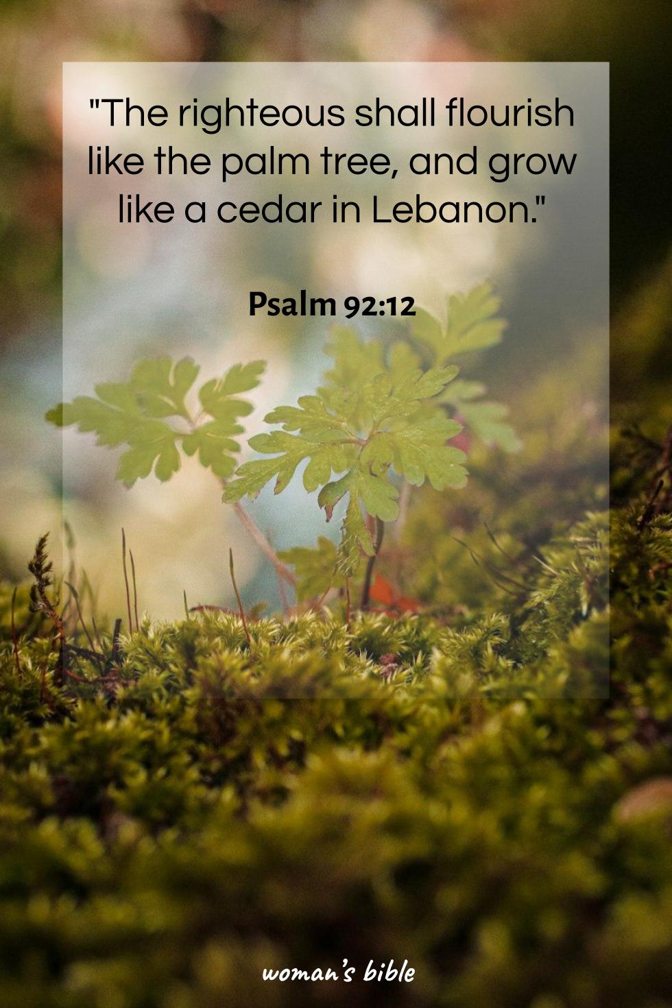 daily verse for woman Sunday, October 26th, 2025 Psalm 92:12